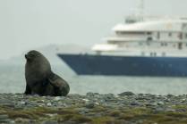 Um leão-marinho posa para a foto perfeita, em Salisbury Plain, na Geórgia do Sul (foto de Jeff Orlowski)